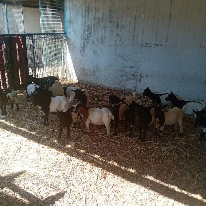 Cabras anãs miniatura