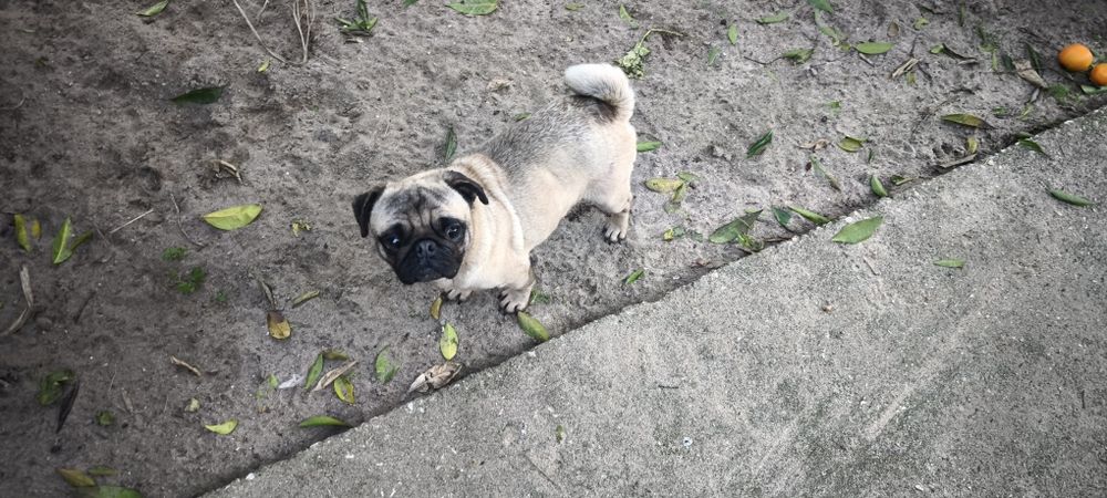 Pug carlin criado em ambiente familiar disponível para entrega imediat