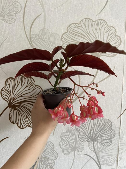 Домашні квіти, вазони.