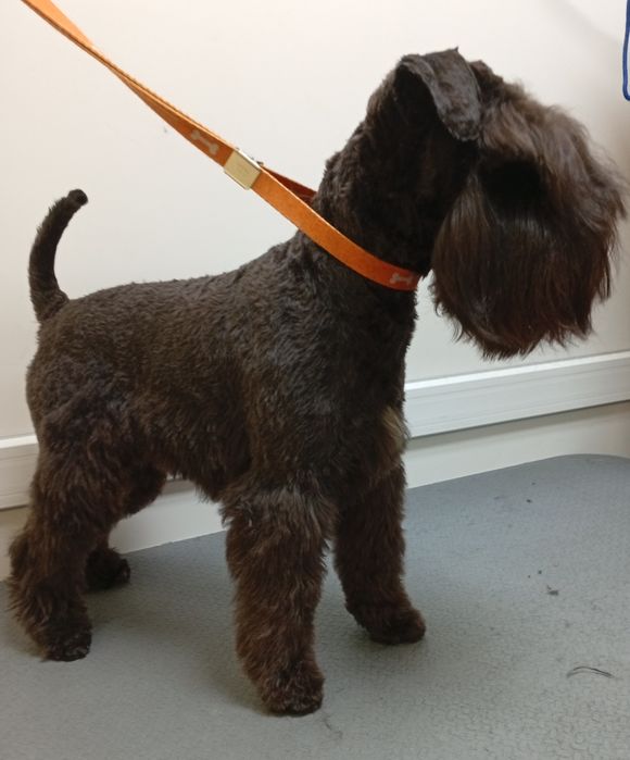 Грумінг собак, котів. Виїзд додому.