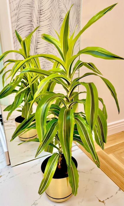 DRACENA fragrans , lemon lime, śliczna roślina wys90cm