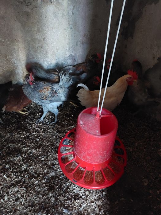 Pintos,  patos,perus,cordonizes,  poedeiras ,coelhos etc