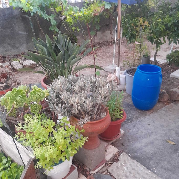 Plantas e flores