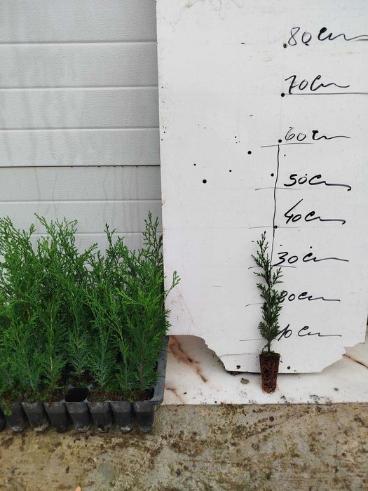 Cedros para sebes ou vedações