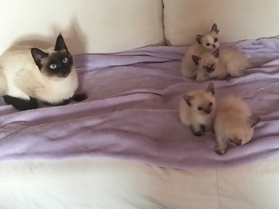 Gatinhos siamês bebés