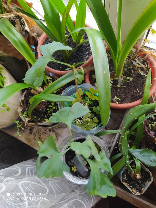 Продам саджанці гінкго білоби