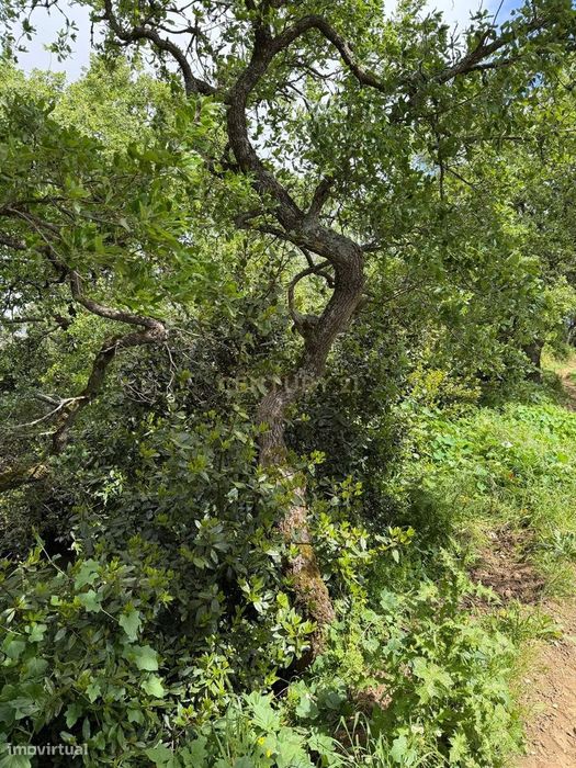 Terreno Rústico para venda — Venda Do Pinheiro E Santo Estêvão Das Galés, Lisboa