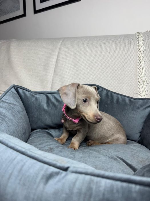 jamnik miniaturowy suczka