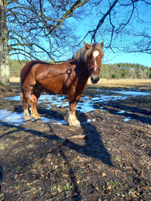 Sprzedam ogiery sztumskie