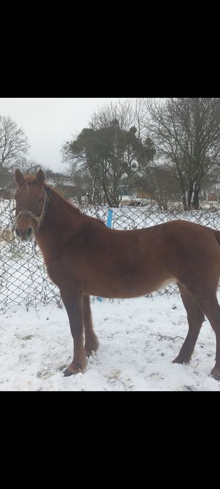 Кобила гарна  в  пару