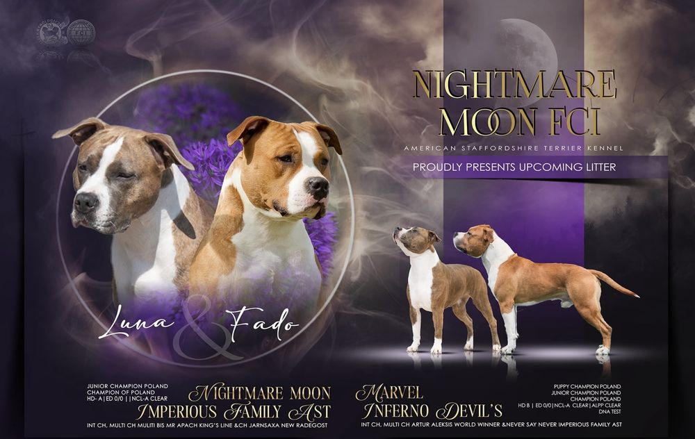 Szczenieta Amstaff ZKWP American Staffordshire Terrier