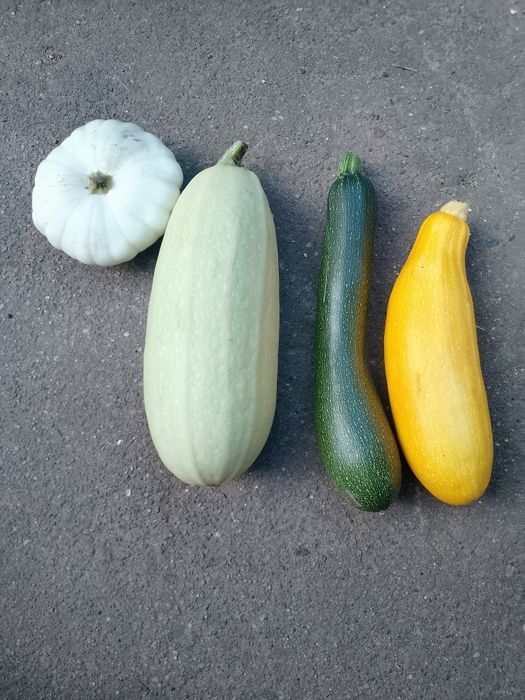 Cukinia, kabaczek, patison