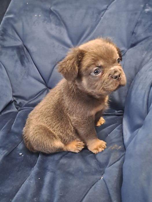 Szczeniak buldog francuski piesek blue tan flufy