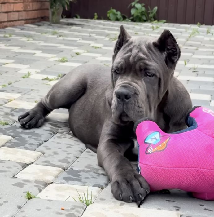 Крутезний пацан-Cane corso
