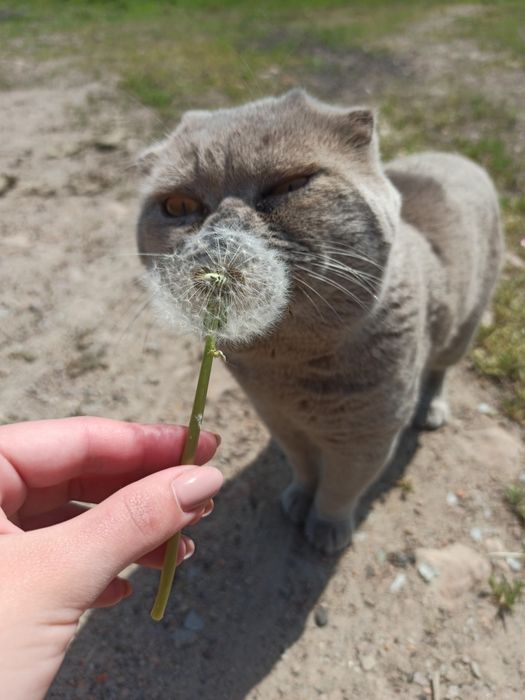 В'язка шотландського кота