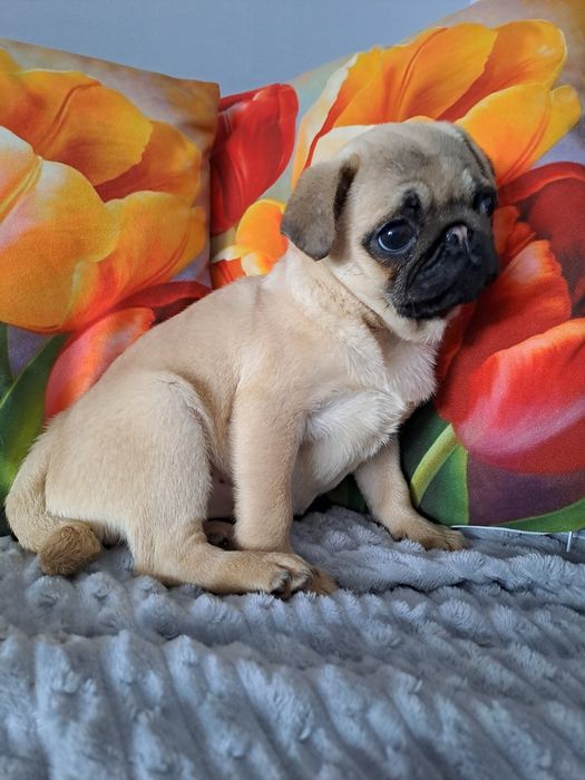 Mops sunia szczeniak.