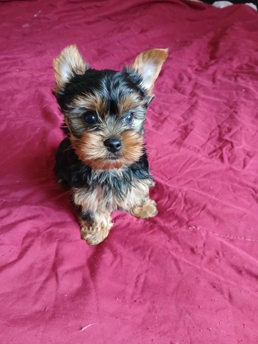 Yorkshire terrier macho