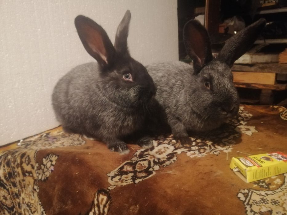 Полтавское серебро