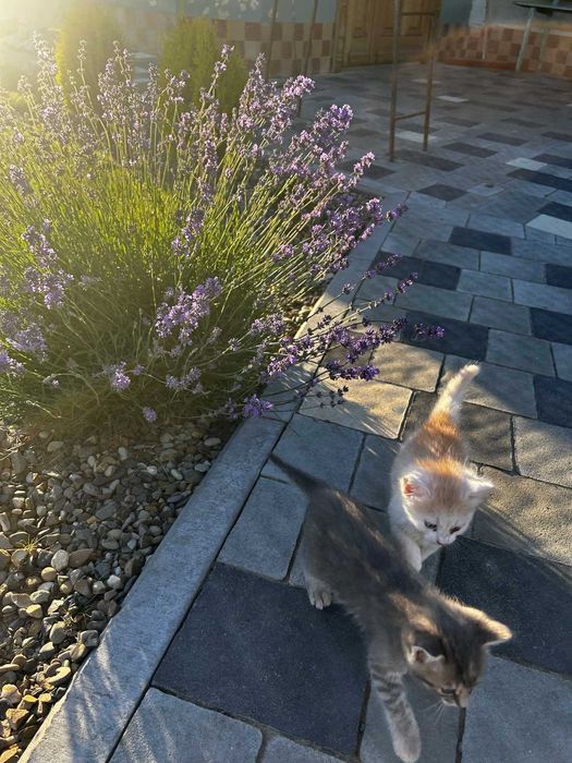 Кошенята шукають господарів