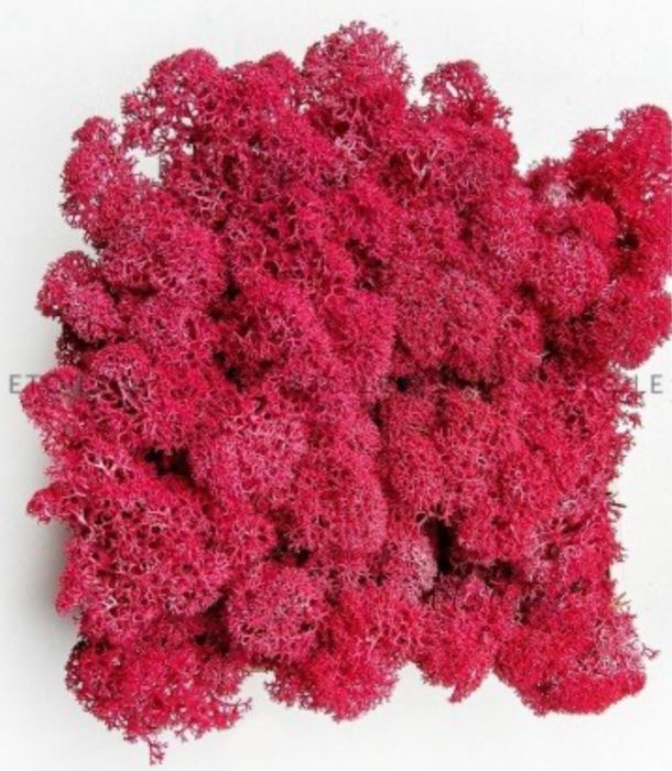 Стабілізований мох ягель, різні кольори