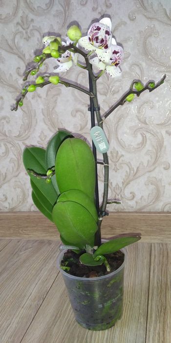 Фаленопсис Метелик,Пелор,мультифлора,цвіте