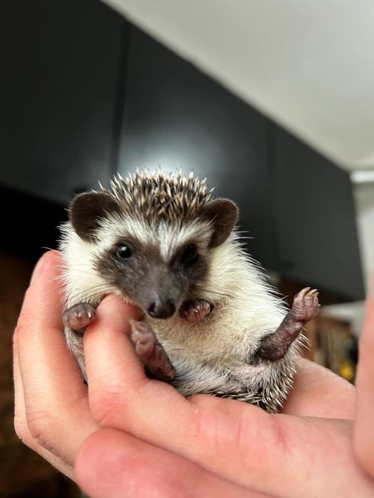 Jeże Pigmejskie - młode, oswojone, domowa hodowla