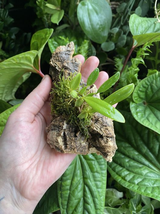 Мініатюрна орхідея Bulbophyllum saltatorium var, albociliatum