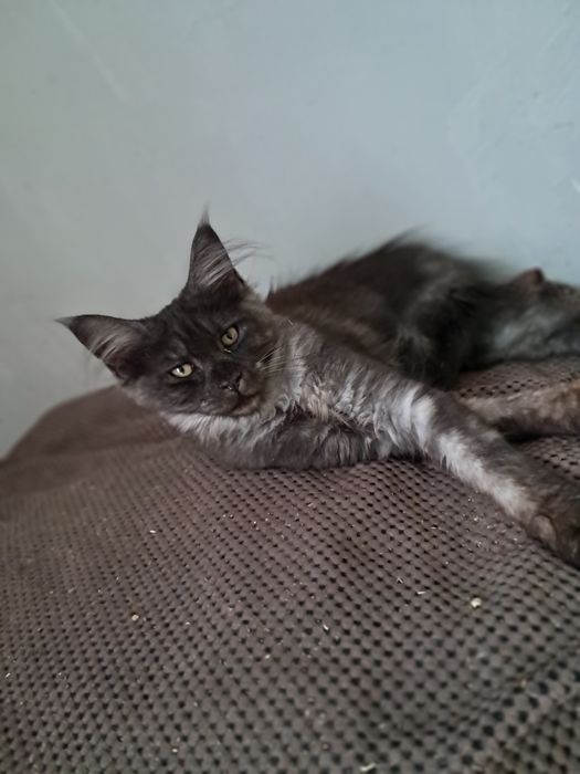 Kocurek czarny dymny ns