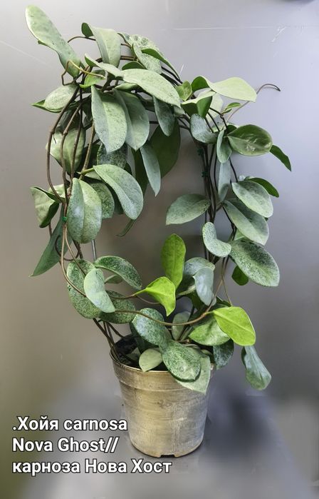 Хойя Нова Хост/Сігілатіс/ Рангсан