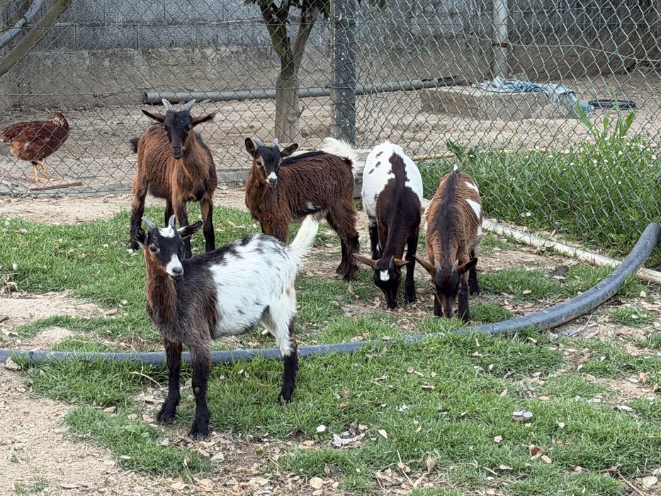 Lote de 5 cabras (vendo separado)
