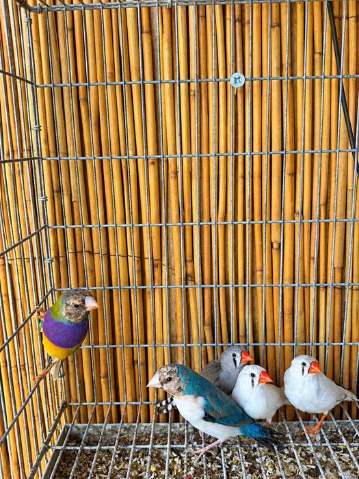 Personastas goulds mandarins
