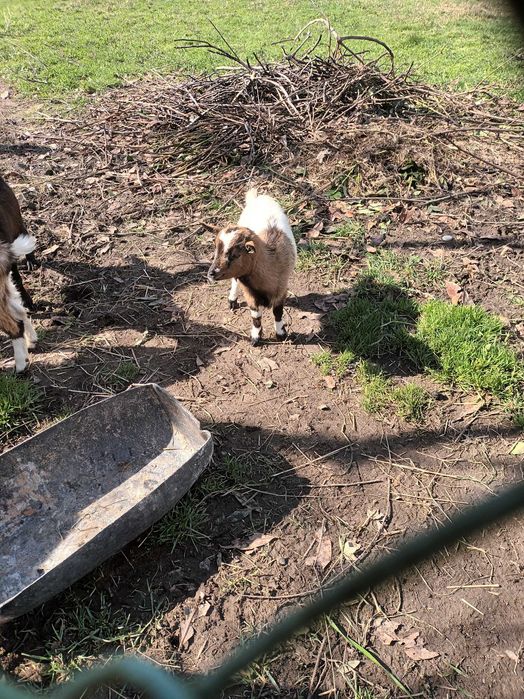 Vendo casal cabrithinhas 5 meses