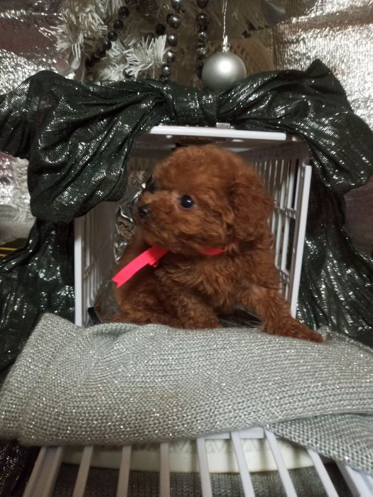 Різдвяне диво,може бути Вашим.