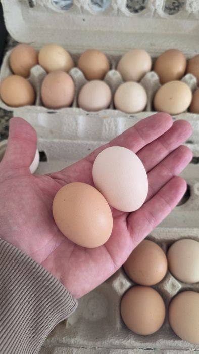 Ovos de galinha para chocadeira