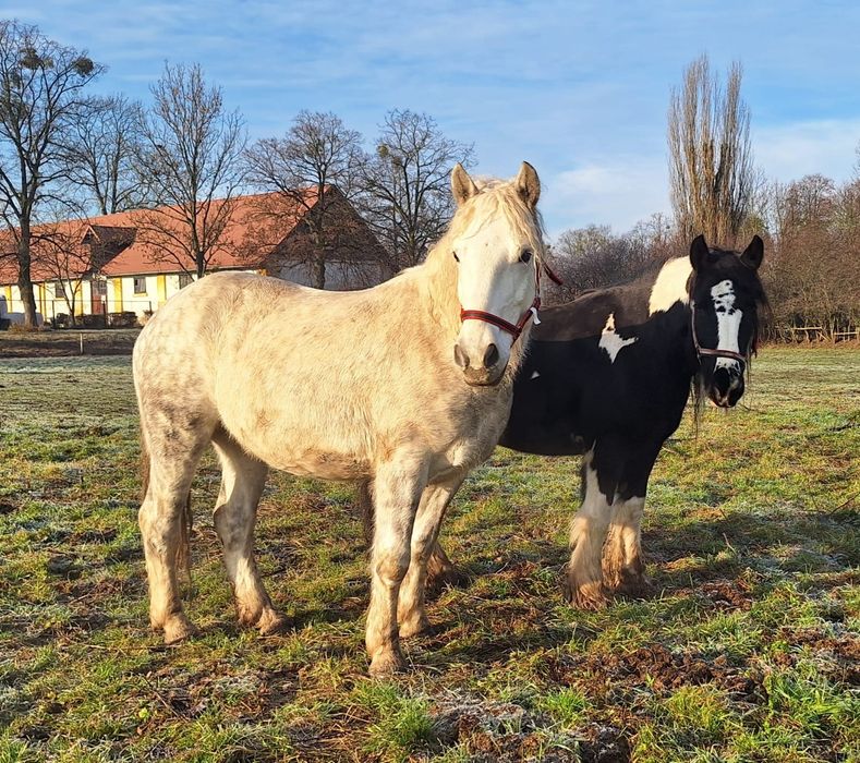 Szukamy domu dla Samby- adopcja bezpłatna