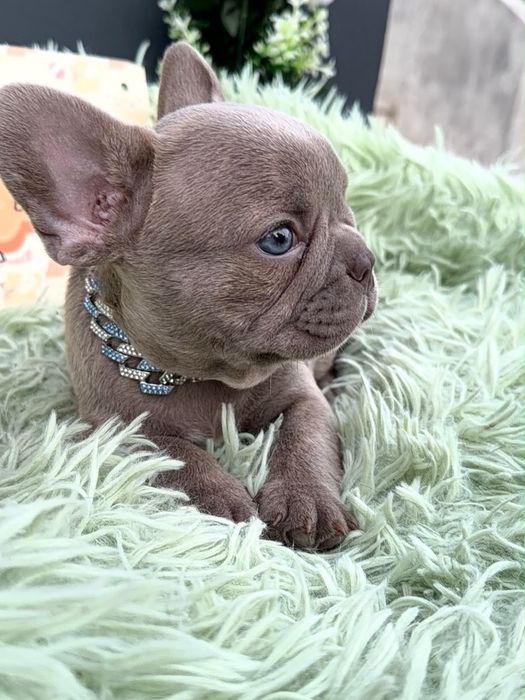 Menino buldog frances lilac