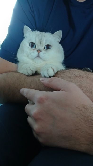 Вязка. Британец приглашает на встречу.