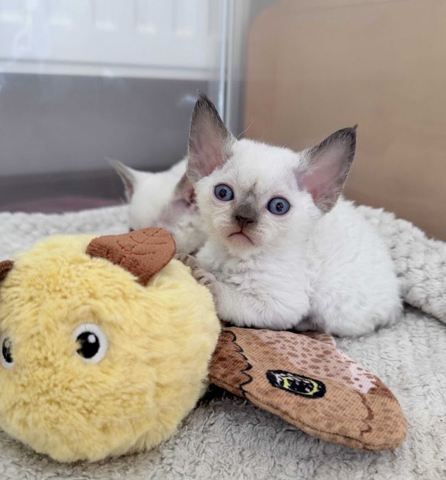 Devon Rex z rodowodem Fpl