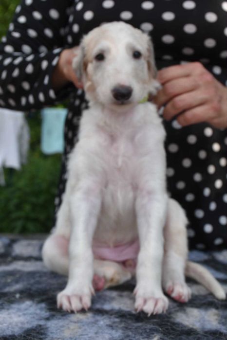 Chart rosyjski borzoj szczeniak Matwiej