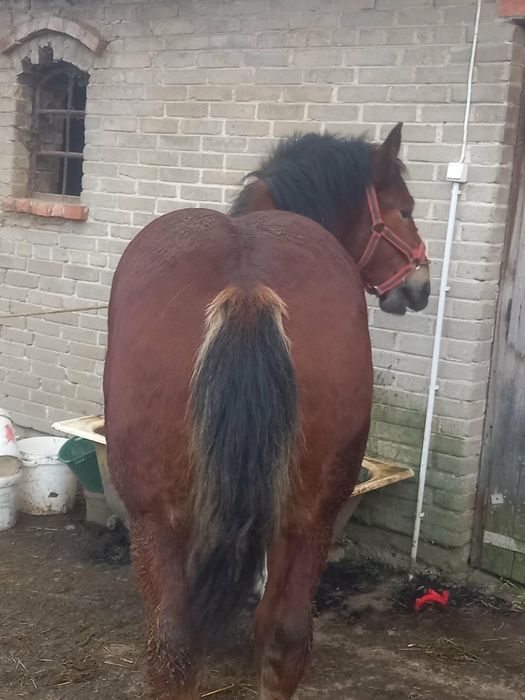 Źrebak sprzedam źrebaka