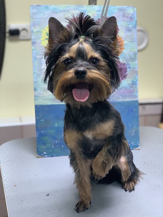 Вязка йорків Досвідчений