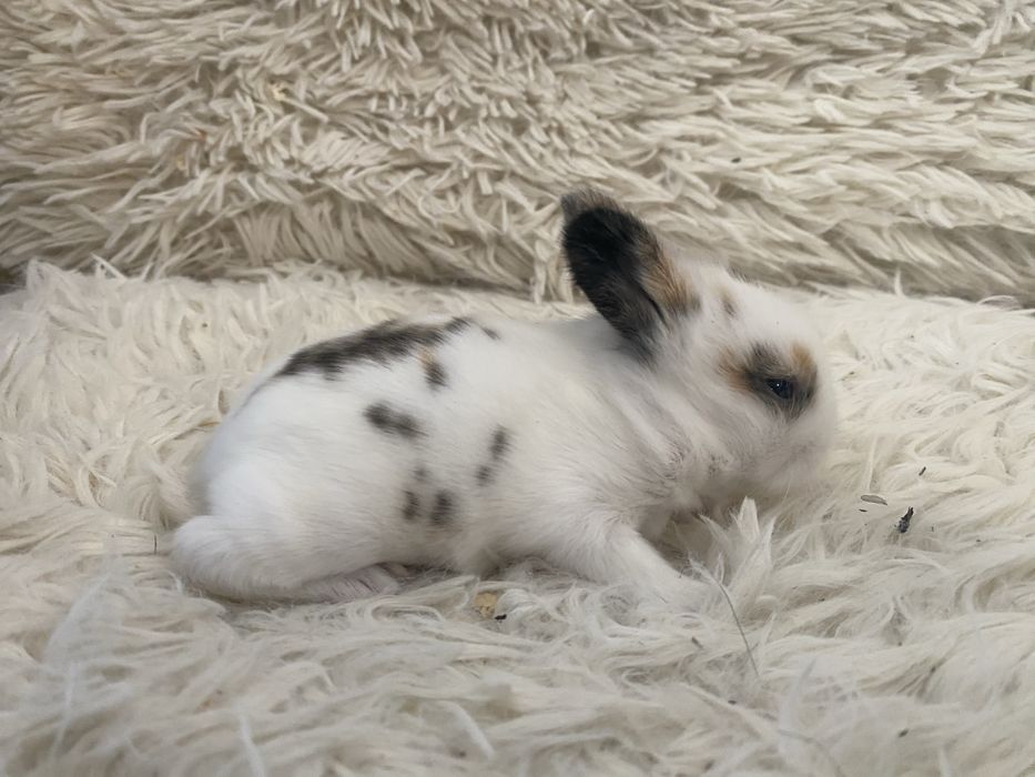 Królczek Mini Lop