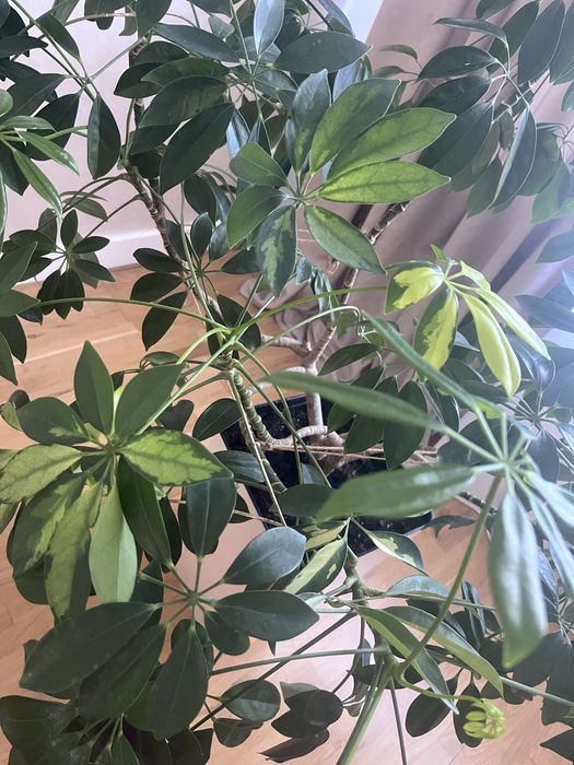 Шефлера кімнатна