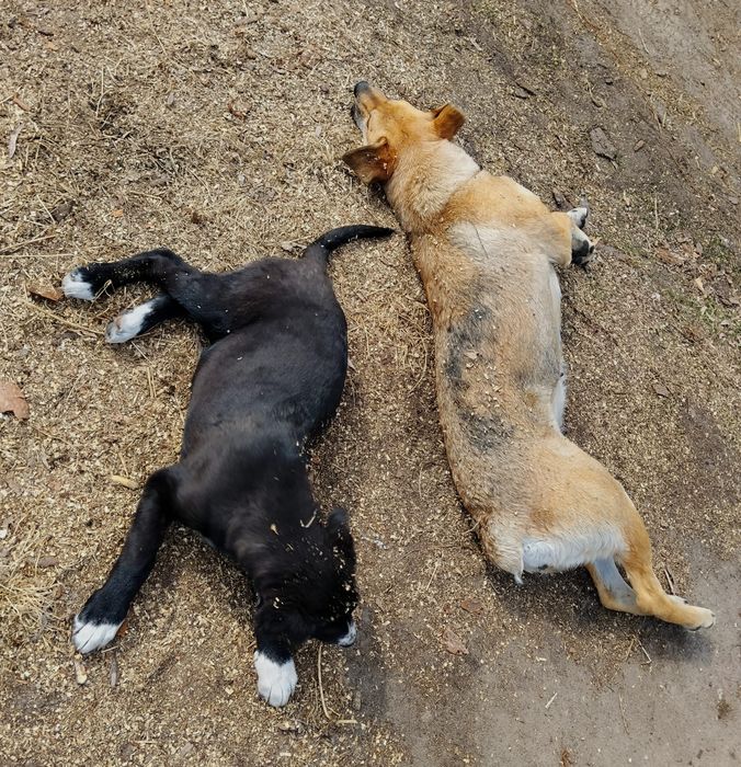 Віддам в добрі руки