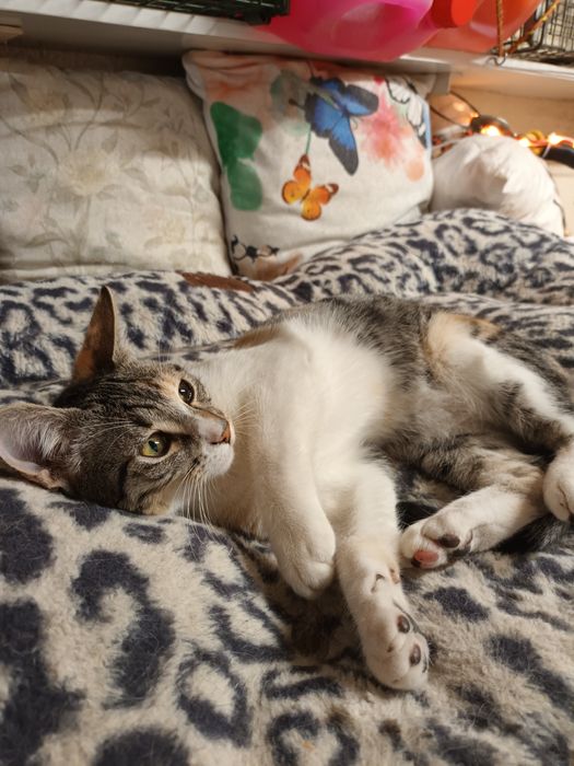 Gatinhas de 4 meses para adopção conjunta