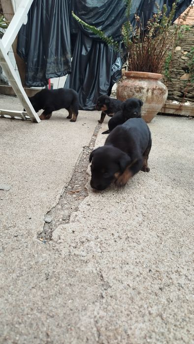 Dou cães  com 1 mês
