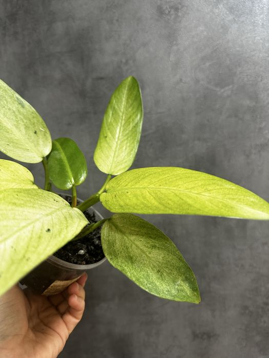 Філодендрон whipple way mint