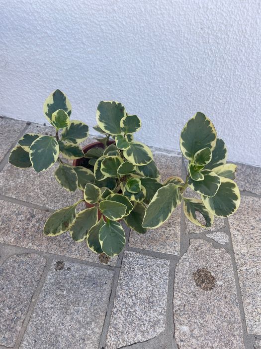 Peperômia variegata