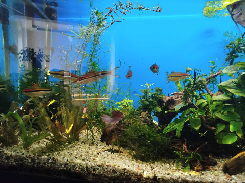 Sumy rekinie 2 sztuki