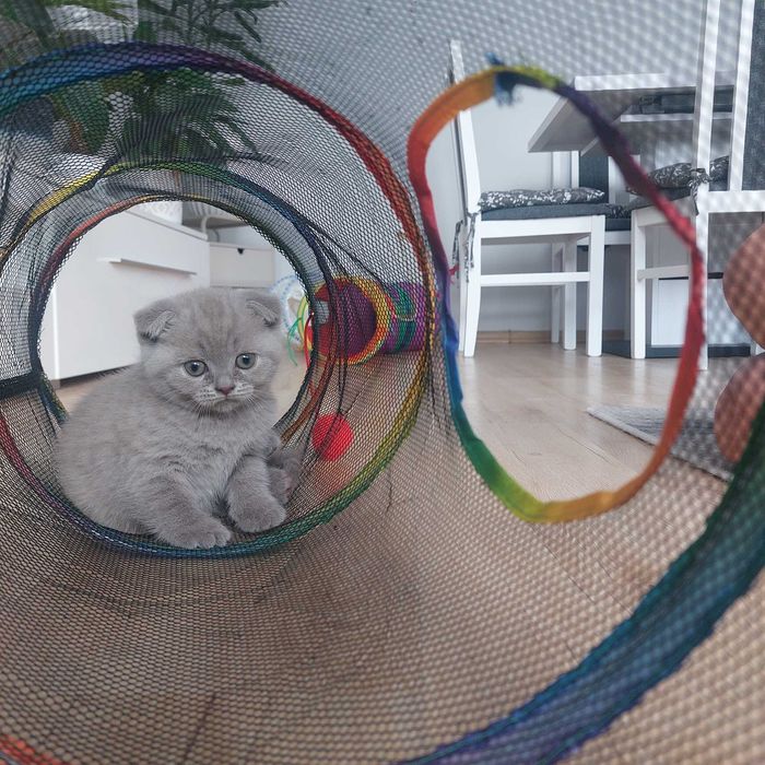 Koteczka brytyjska ( Scottish fold) w kolorze liliowym
